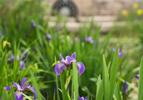 Close-up of blue flag iris in a stormwater basin.