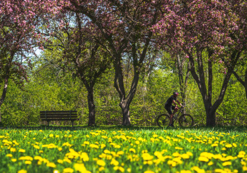 A man on a bike rides through a field of dandelions and flowering trees.