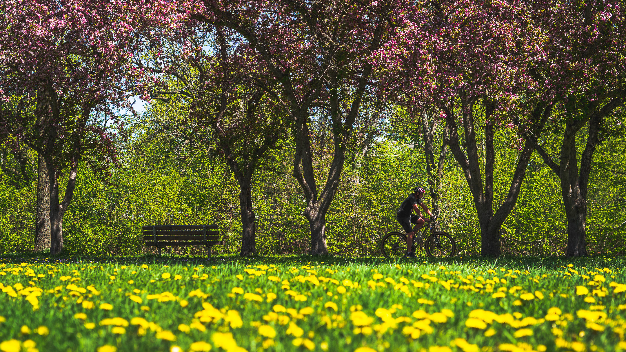 A man on a bike rides through a field of dandelions and flowering trees.