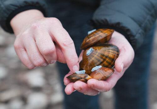 Minnesota DNR pointing at the microchip tag on the mussels reintroduced at Hall's Island