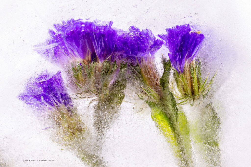 Photography of a frozen flower by Tracy Walsh