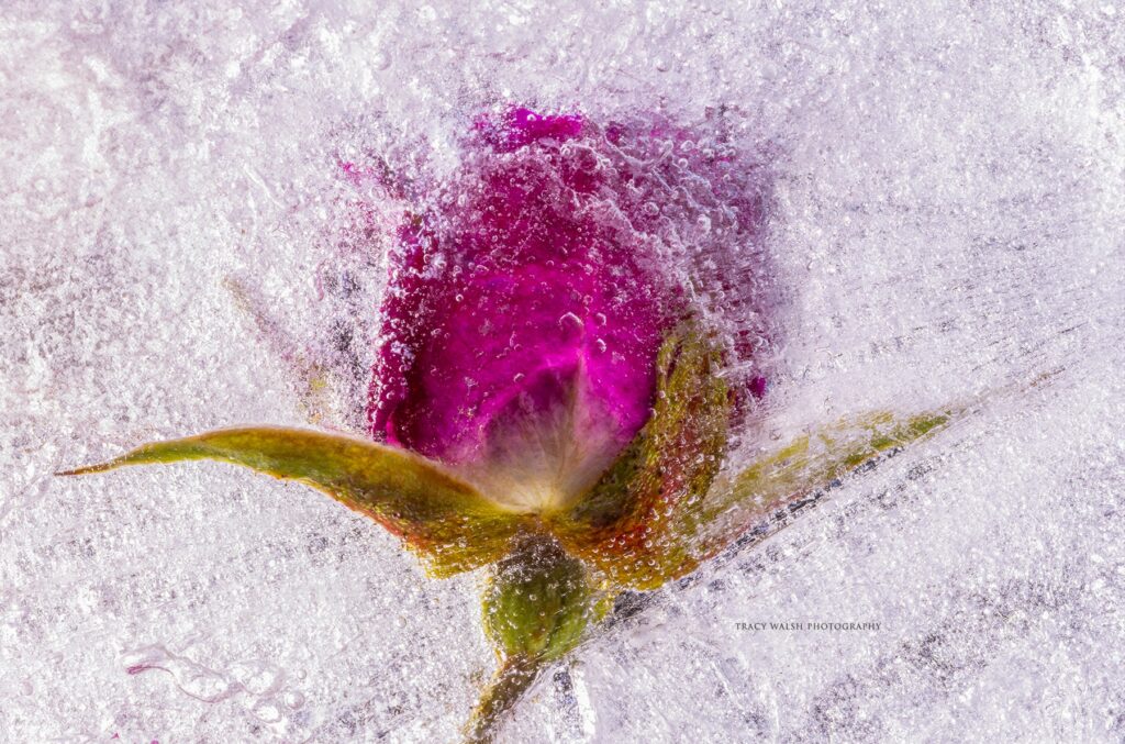 Photography of a frozen flower by Tracy Walsh