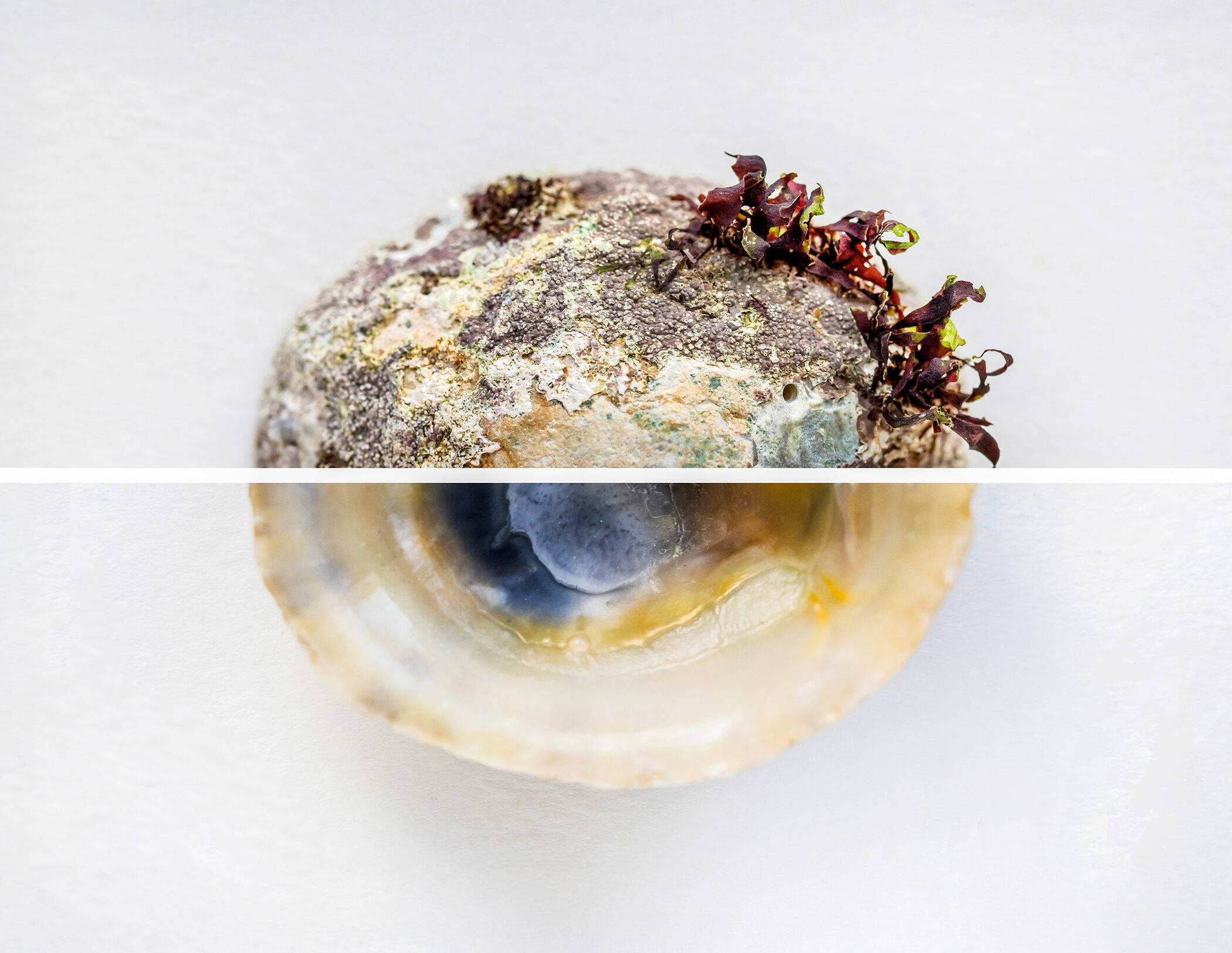 Tracy Walsh photograph of shell