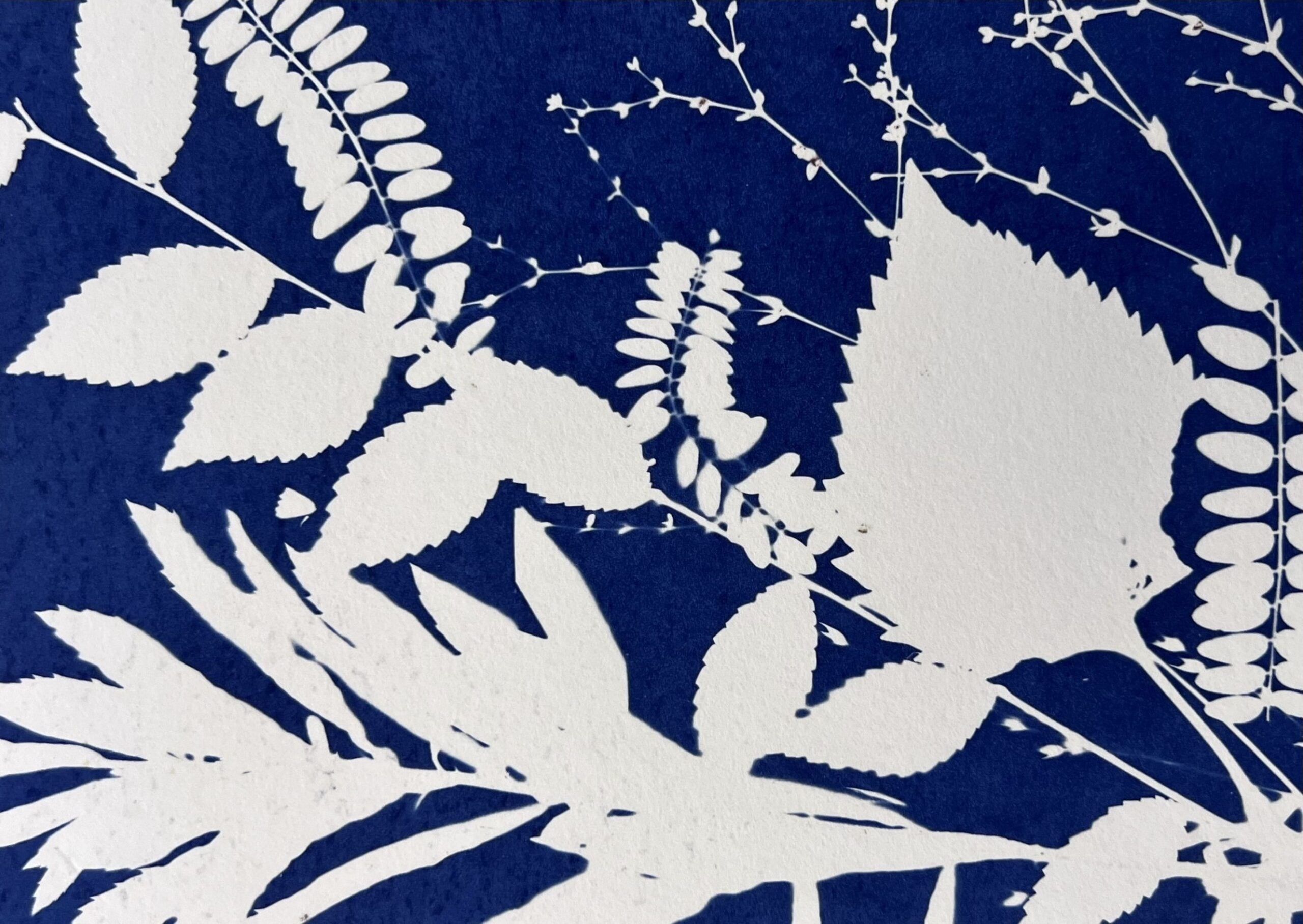 Imprits of white plants on dark blue background