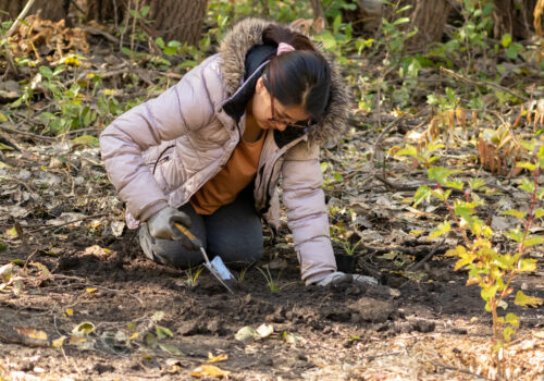 A community member kneels in a wooded area, using a hand trowel to plant small plants in the soil during a fall planting event.